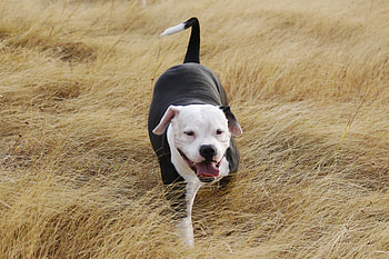 Animals, Grass, Dog, Stroll, Pitbull, Pit Bull HD wallpaper