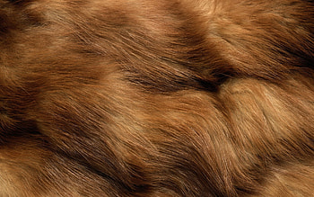 Texture, animal, fur, brown, skin HD wallpaper