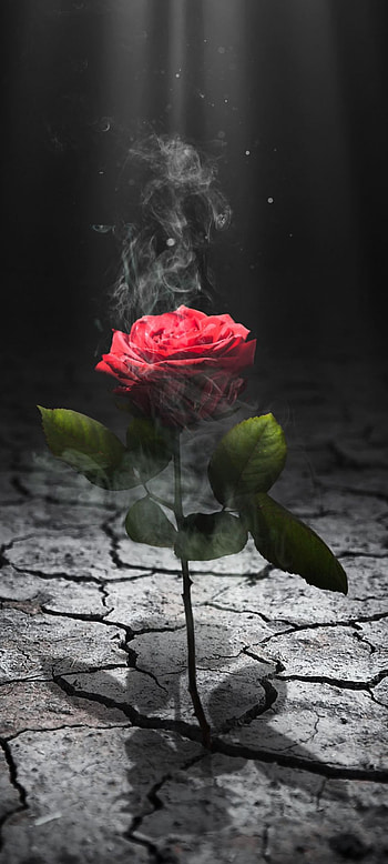 Smokey Rose, hybrid_tea_rose, petal HD phone wallpaper