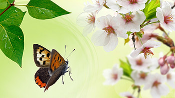 Spring Spectacular, apple blossoms, butterfly, sakura, leaf, spring, fresh, cherry blossoms HD wallpaper