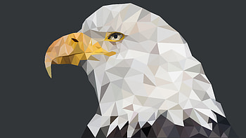 Animal, bald eagle HD wallpaper
