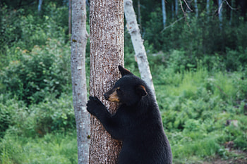 Animals, Wood, Tree, Bear, Predator HD wallpaper