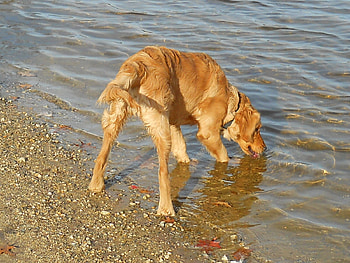 A thirsty boy - watch his eyes, dog, jazz, water, drink HD wallpaper