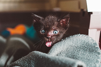 Funny, Animals, Cat, Kitty, Kitten, Emotions, Astonishment, Surprise HD wallpaper