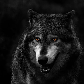 Black Beauty, dogs, nature, wolf, animals HD wallpaper