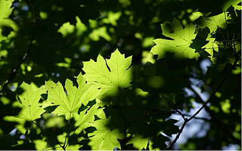 Forest, sunny, graphy, serene, leaves, maple, green, nature, happy HD wallpaper