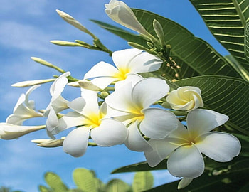 Plumeria, Flowers, White, Blossom, Tree HD wallpaper