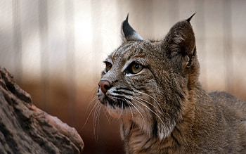 Animals, Iris, Muzzle, Predator, Big Cat, Sight, Opinion HD wallpaper