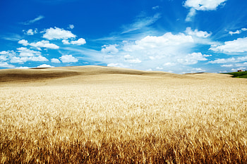 Wheat farm, landscape, clouds, blue sky HD wallpaper