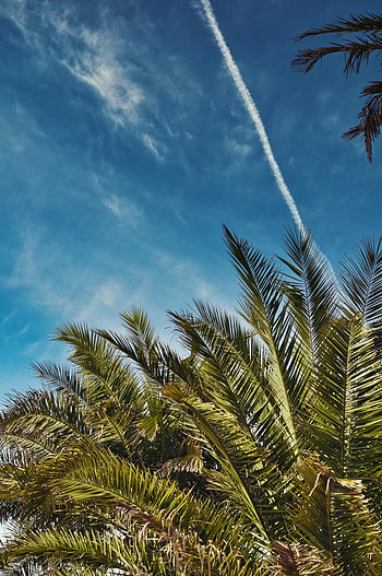 Nature, Sky, Leaves, Palms HD phone wallpaper