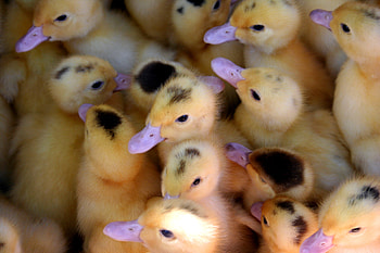 Pretty Ducklings, cute, purple beaks, pretty, ducklings HD wallpaper