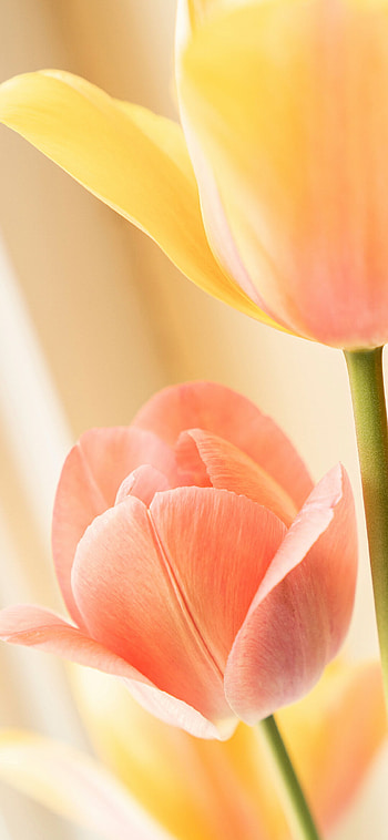 Tulip (Nature), Yellow tulip, Flowers in bloom, max HD phone wallpaper