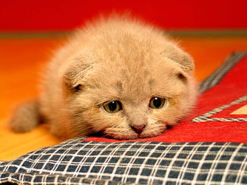 Sad Cat, cool HD wallpaper