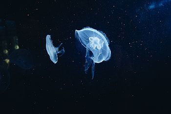 Jellyfish, underwater, animals HD wallpaper