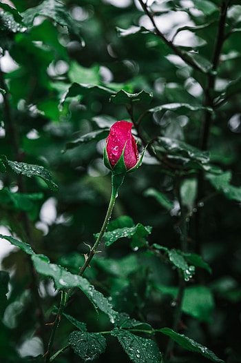 Flowers, Drops, Flower, Rose Flower, Rose, Wet, Bloom, Flowering HD phone wallpaper
