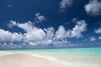 Tonga travels, Dance with whales, Exhilarating experience, Ocean spectacle HD wallpaper