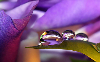 Leaves, Drops, Macro, Sheet, Leaf HD wallpaper