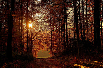 Nature, Trees, Sun, Beams, Rays, Branches, Path HD wallpaper
