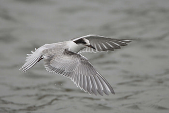 Animals, Flight, Gull, Seagull, Wings, Wave, Sweep HD wallpaper