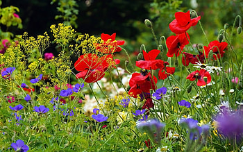 Meadow with Poppies, poppies, meadow, nature, flowers HD wallpaper