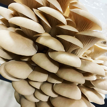 Oyster mushrooms, Gourmet delicacies, Edible fungi, Culinary creations HD phone wallpaper