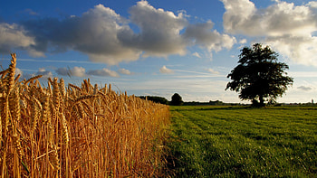 Nature, Grass, Clouds, Gold, Wood, Tree, Field HD wallpaper
