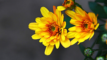 Yellow chrysanthemum, Autumn flowers, Ornamental plants, Vibrant floral display HD wallpaper