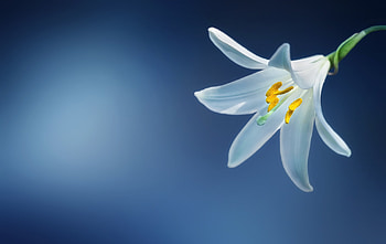 Flowers, Flower, Petals, Lily HD wallpaper