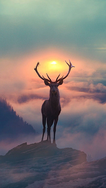 Awesome deer , Stunning , Wildlife's grace, Nature's masterpiece HD phone wallpaper