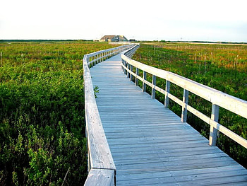 Winding Boardwalk to Home, board, field, walk, home HD wallpaper