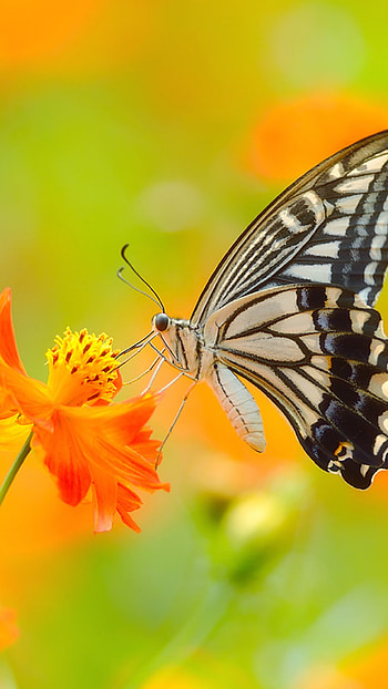 Butterfly , Colorful flowers, Yellow insects HD phone wallpaper
