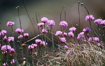 Flowers, Grass, Plant, Close-Up, Clover HD wallpaper