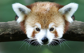 Animals, Eyes, Animal, Red Panda, Eared HD wallpaper