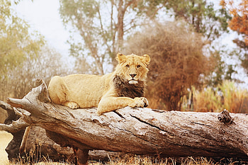 Animals, To Lie Down, Lie, Lion, Predator, Big Cat, Log HD wallpaper
