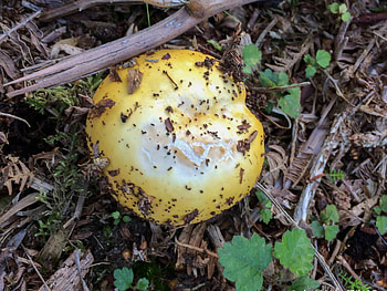 Quiet hunt, David at the Hall, Nature's exploration, Mushroom foraging HD wallpaper