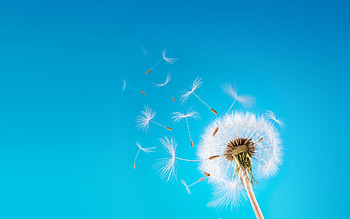 Dandelion seeds floating, Nature's ephemeral beauty, Captured motion, Ethereal grace HD wallpaper