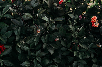 Nature, Flowers, Leaves, Dark, Vegetation, Flora, Vegetable HD wallpaper