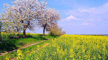 Spring in Northern Germany, rape, blossoms, clouds, trees, blooming, flowers, sky HD wallpaper