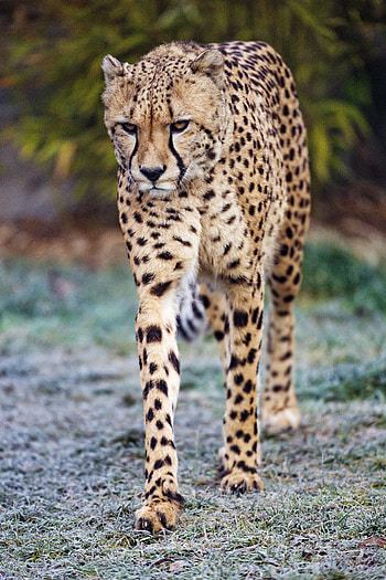 Animals, Cheetah, Predator, Big Cat, Sight, Opinion HD phone wallpaper