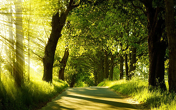 Stunning Forest Road HD wallpaper