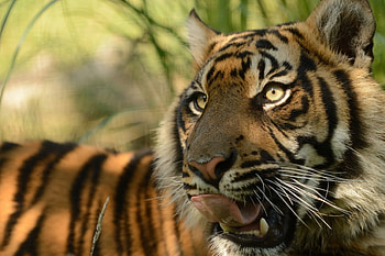 *** Tiger ***, zwierzeta, dzikie, koty, tygrys HD wallpaper
