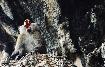 Animals, Aggression, Monkey, Open Mouth, Primate HD wallpaper