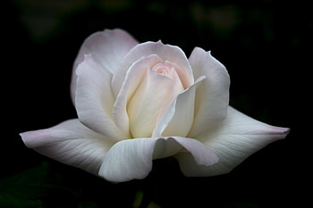White rose, close up, portrait HD wallpaper