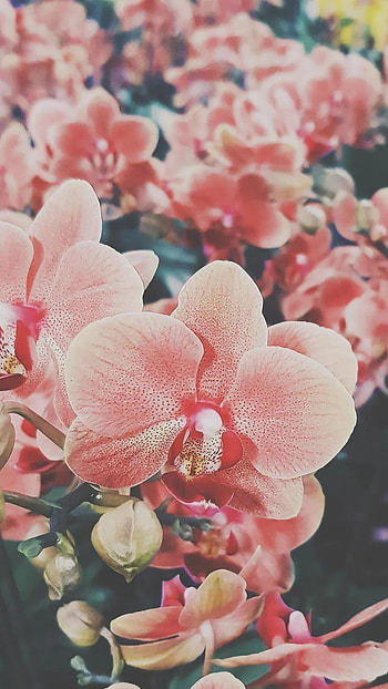 Flowers Aesthetic, Beautiful, Background HD phone wallpaper