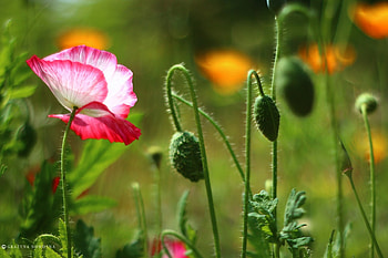 Colorful poppy, Flowers, Buds, Colorful, poppy HD wallpaper