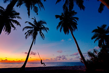 A que tropical sunset with a silhouetted person swinging between palm trees on the beach. HD wallpaper