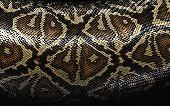 snake skin texture, cobra skin texture, snake skin, snake background HD wallpaper