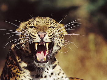 Animals, Leopards HD wallpaper