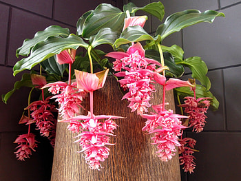 Magnificent Medinella, plant, tropical, flower, green, beautiful, nature, flowers, lovely HD wallpaper
