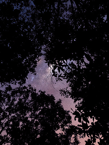 Dark, sky, world, tree HD phone wallpaper